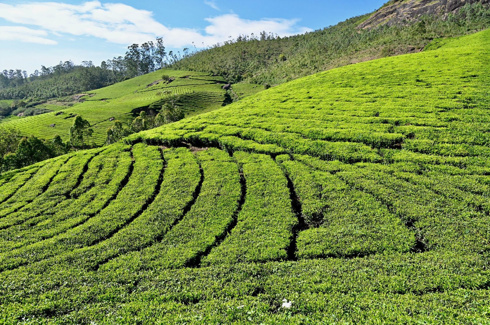Kerela