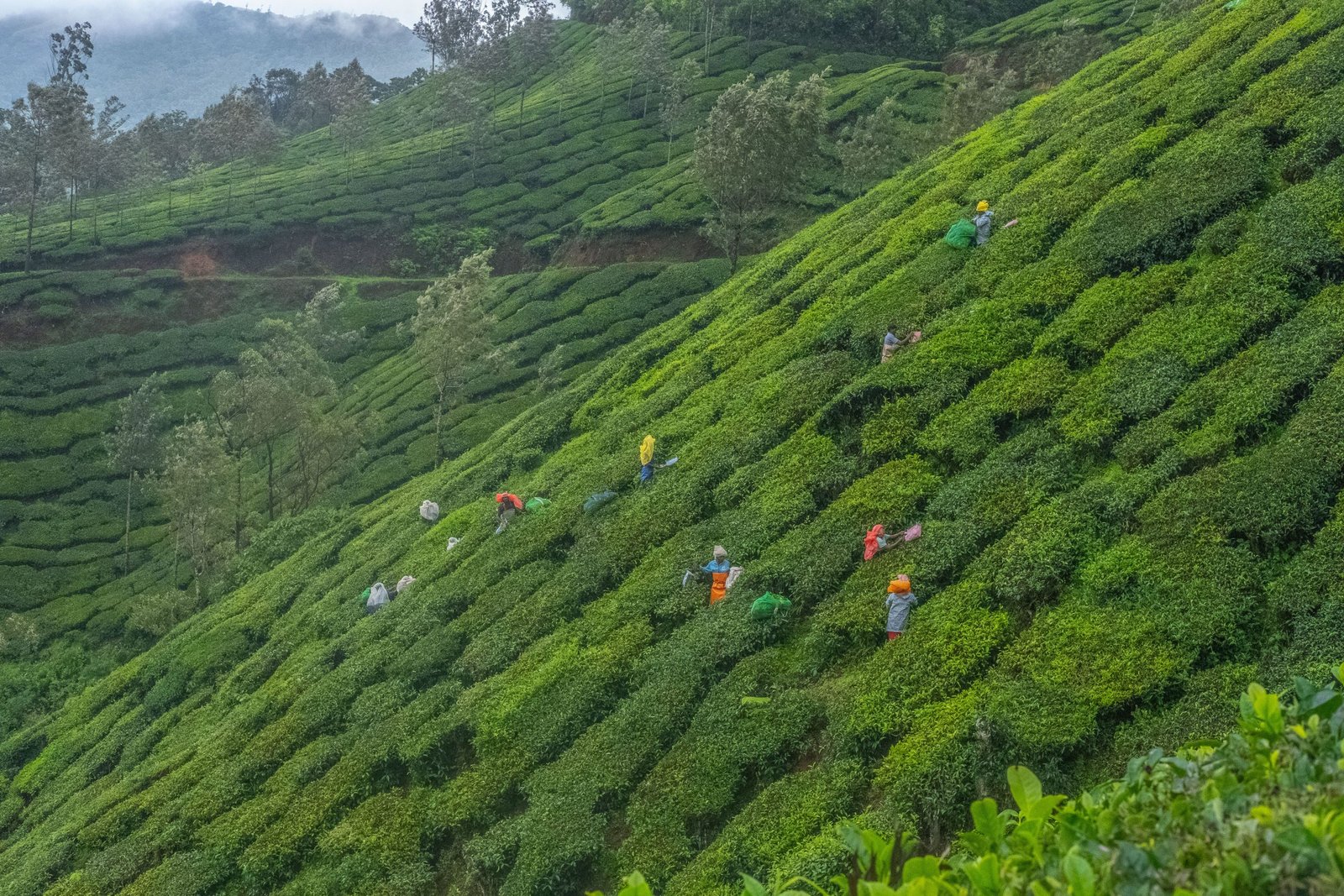 Enchanting Kerala Tour – Munnar, Thekkady & Alleppey (5 Days / 4 Nights)